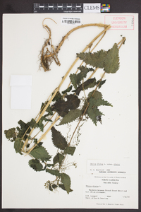 Urtica dioica subsp. dioica image