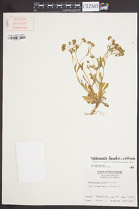 Valerianella locusta image