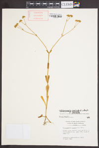 Valerianella radiata var. radiata image