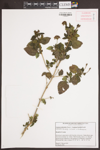 Lantana urticoides image