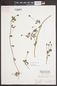 Phyla nodiflora image