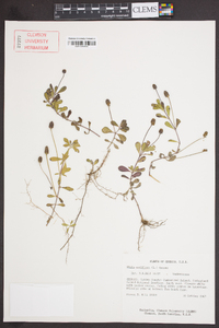 Phyla nodiflora image