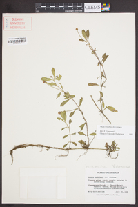 Phyla nodiflora image