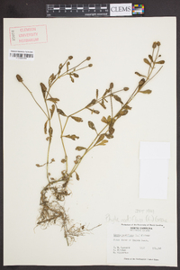 Phyla nodiflora image