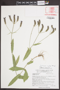 Verbena rigida image