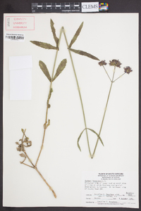 Verbena bonariensis image