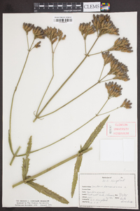 Verbena bonariensis image