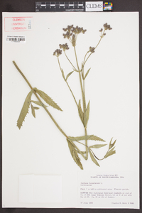 Verbena bonariensis image