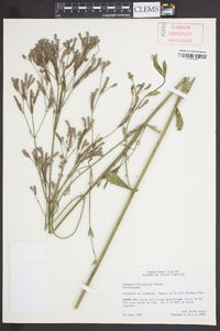 Verbena brasiliensis image