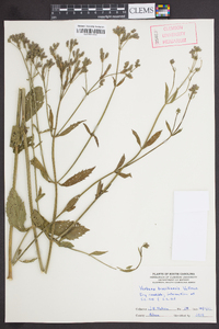 Verbena brasiliensis image