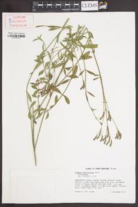 Verbena brasiliensis image