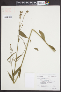 Verbena brasiliensis image