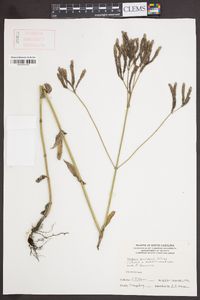 Verbena brasiliensis image