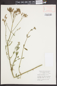 Verbena brasiliensis image