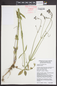 Verbena brasiliensis image