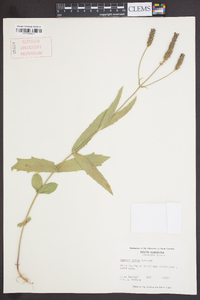 Verbena rigida image