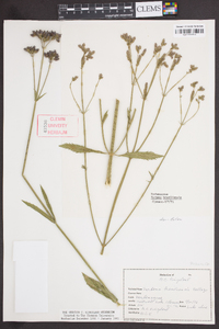 Verbena brasiliensis image