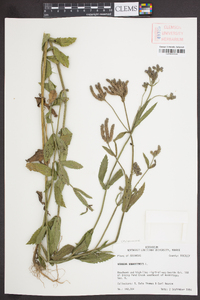 Verbena bonariensis image