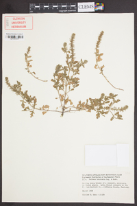 Verbena bracteata image