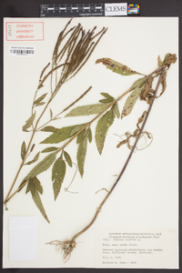 Verbena hastata image