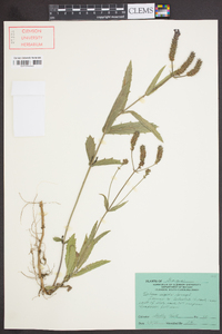 Verbena rigida image