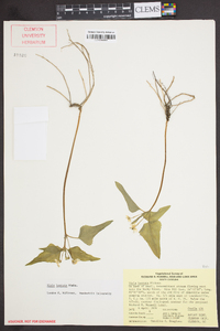 Viola hastata image