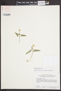 Viola hastata image