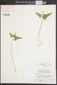 Viola hastata image