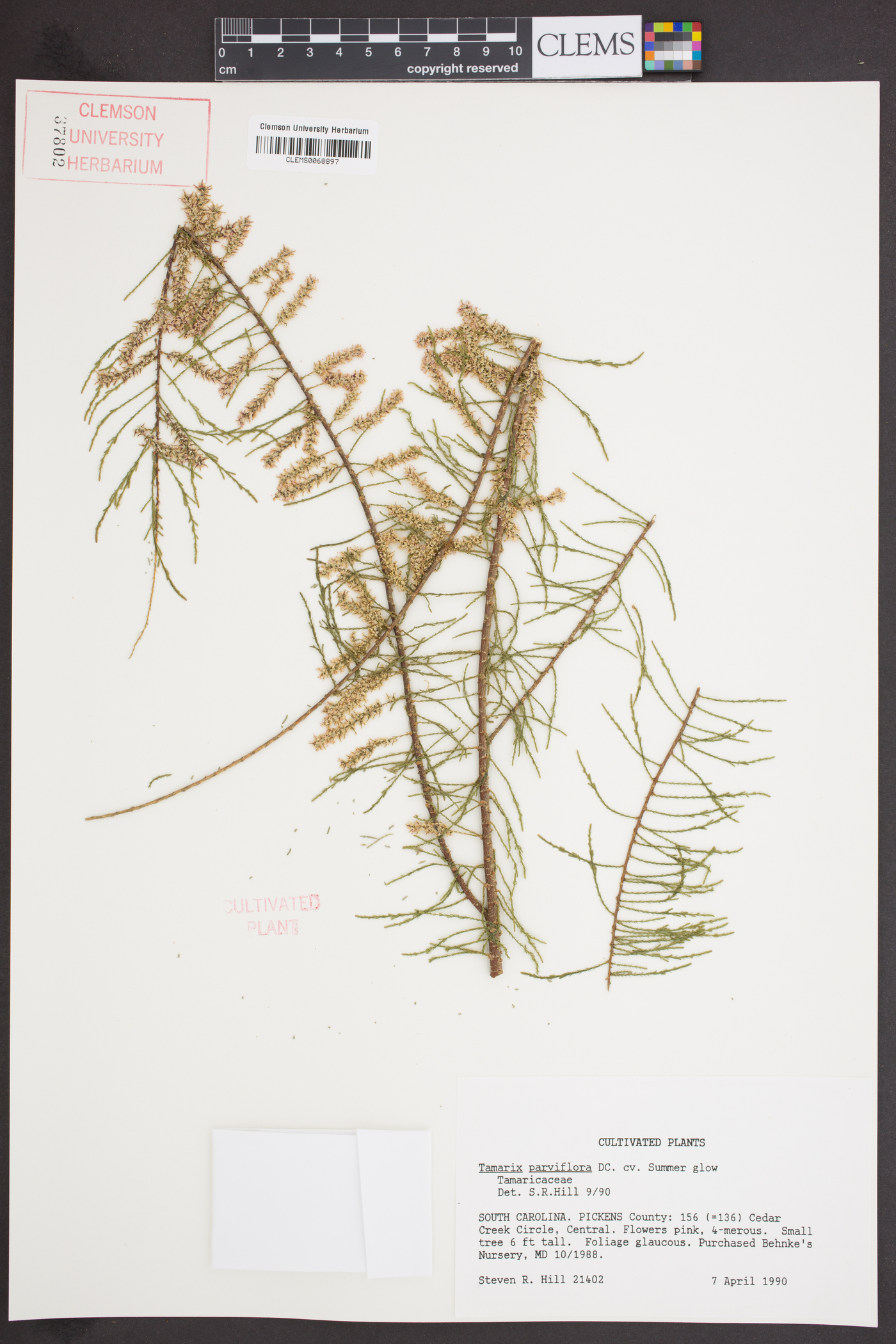 Tamarix parviflora image