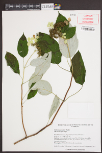 Hydrangea radiata image