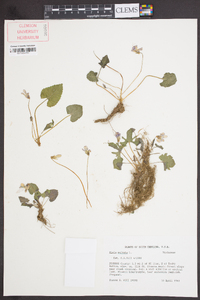 Viola palmata image