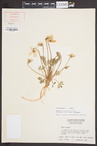 Viola pedata var. pedata image