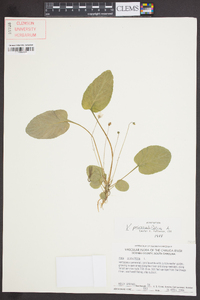 Viola primulifolia image