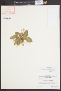 Viola primulifolia image