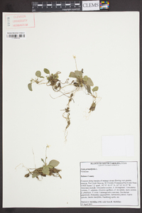 Viola primulifolia image