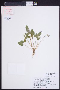 Viola palmata image