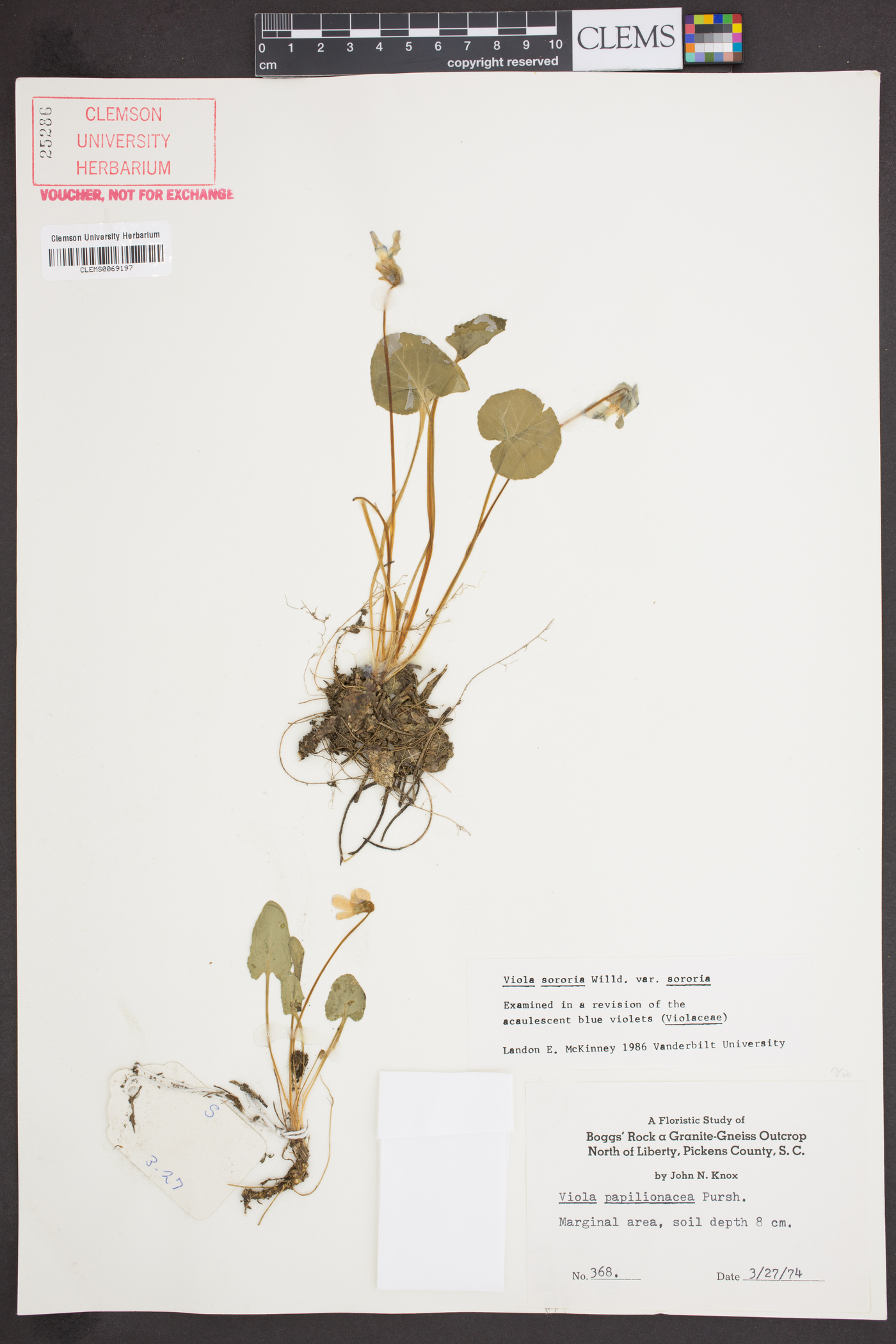 Viola sororia var. sororia image