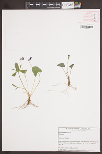 Viola triloba image