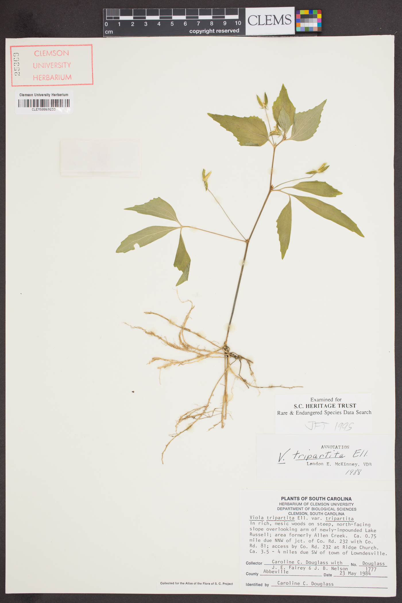 Viola tripartita image