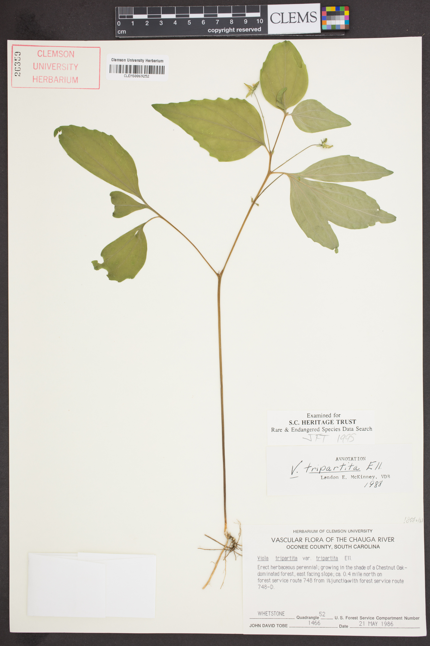 Viola tripartita image