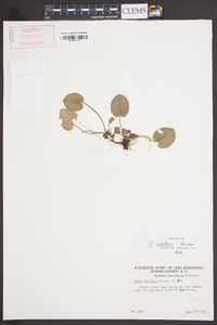 Viola walteri image