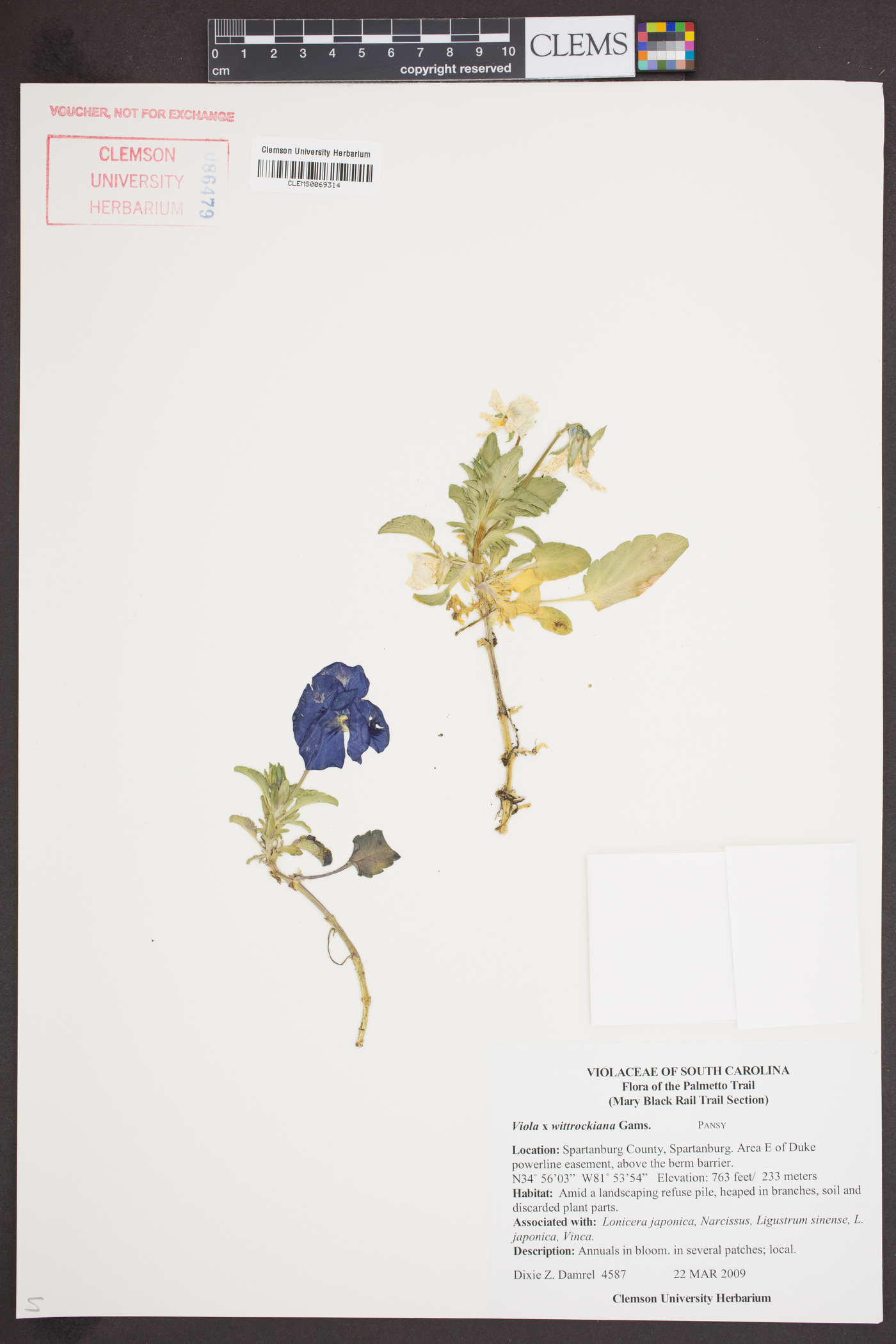 Viola x wittrockiana image