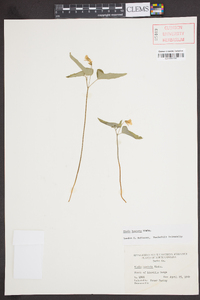 Viola hastata image