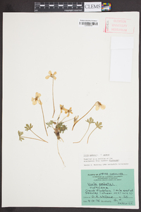 Viola pedata var. pedata image