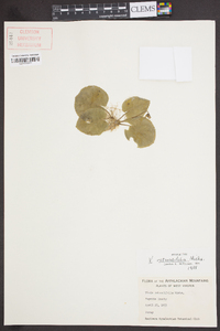 Viola rotundifolia image