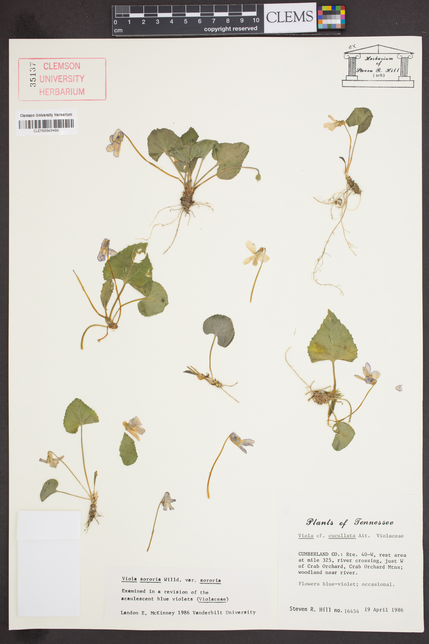 Viola sororia var. sororia image