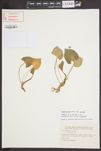 Viola sororia var. sororia image