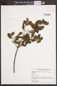 Phoradendron leucarpum subsp. leucarpum image