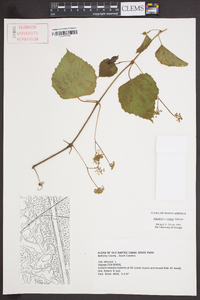 Ampelopsis cordata image