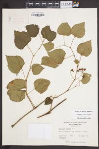 Ampelopsis cordata image